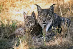 La reintroducción del lince ibérico impulsa el aumento de conejos en su hábitat