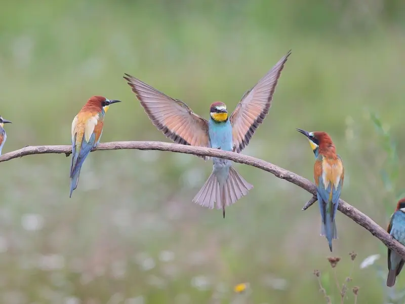 SEO/BirdLife organiza actividades para el Día Europeo de la Red Natura 2000