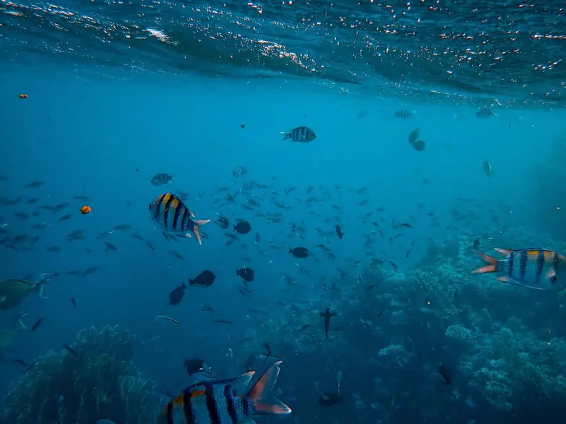 Los pesticidas aceleran el envejecimiento de los peces, revela estudio