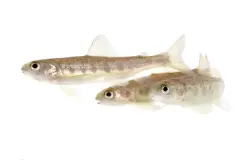 La contaminación por cocaína altera el comportamiento del salmón en su hábitat natural