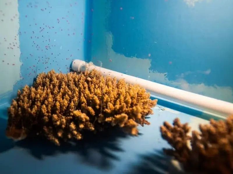 Iniciativa en Seychelles produce 800.000 embriones de coral para combatir el blanqueamiento