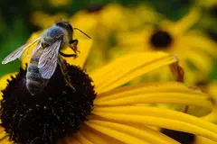 La abeja negra en Cantabria potencia la apicultura y refuerza la biodiversidad en España