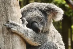 El impacto del calor extremo en los koalas de Australia