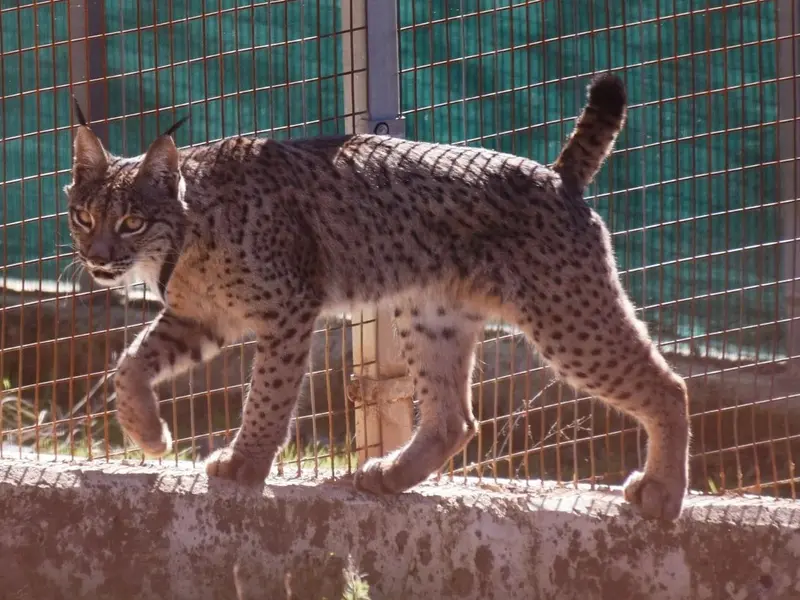 Portugal y España firman alianza para reintroducir el lince ibérico en Malcata
