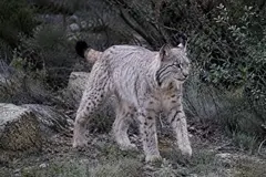 Enigma del lince ibérico: cambio de color y misteriosas causas en Jaén