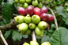 El cambio climático amenaza la producción de café a nivel mundial