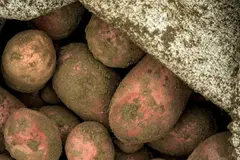 La patata morada Atsegiñe: un avance en sostenibilidad y nutrición