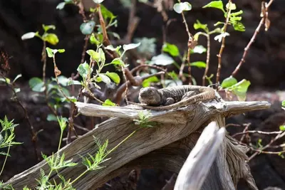 El lagarto gigante de El Hierro cuenta con un plan millonario para su conservación