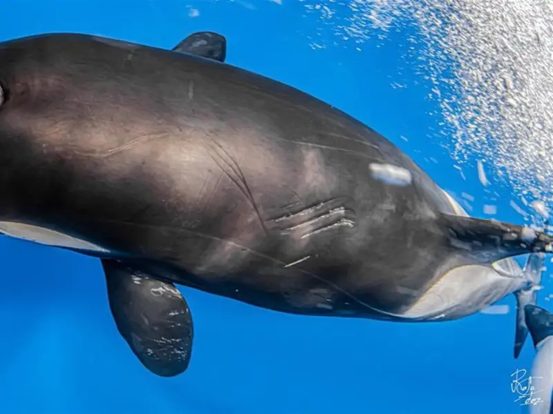 Los expertos aseguran que el peligro de orcas en Galicia no ha aumentado