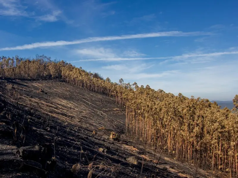 Ecologistas demandan prohibir pastoreo tras incendios en Asturias para frenar fuegos