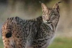 Los linces ibéricos dejan de ser una población aislada en España