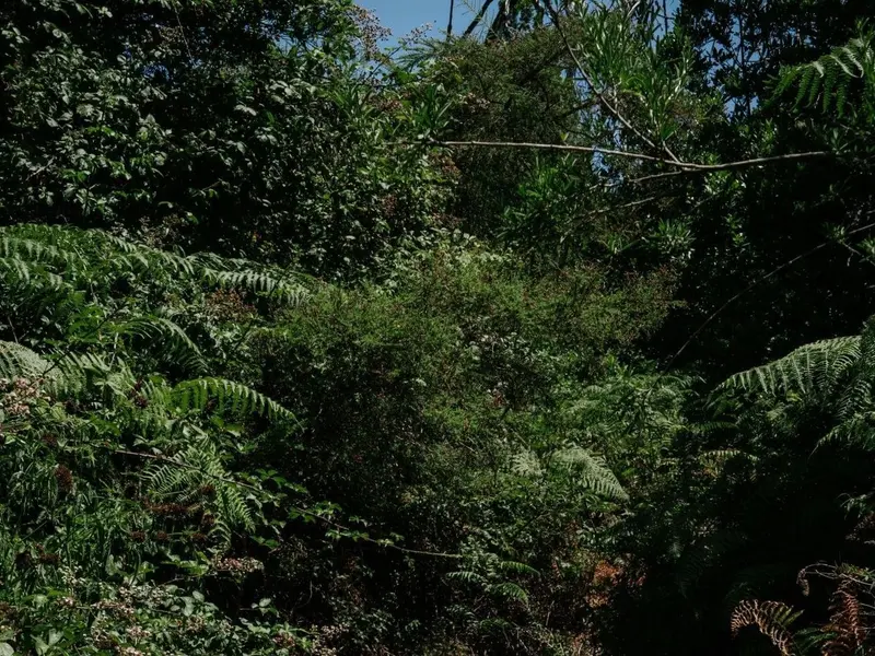 Bizkaia invierte 41 millones en bosques y genera más de 6 millones en 2026