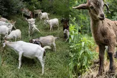 Cabras como solución ecológica para prevenir incendios forestales en Chile
