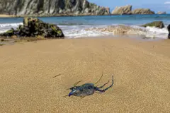 La carabela portuguesa, un visitante recurrente en las costas españolas por el cambio climático