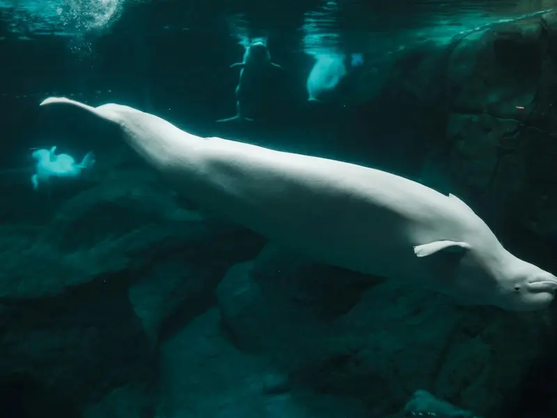 Las ballenas beluga muestran autoconciencia al reconocerse en el espejo