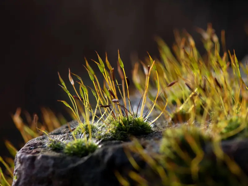 Musgos regulan la pérdida de agua, desafiando teorías sobre fisiología vegetal