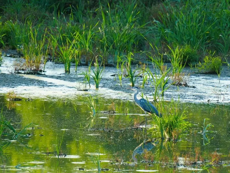 La recuperación de humedales y biodiversidad puede frenar la desertificación en España