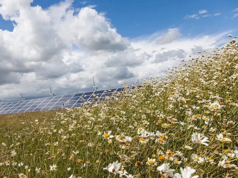 Un parque solar en Reino Unido mejora la biodiversidad con pastoreo de ovejas