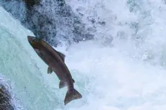 Asturias y Cantabria evaluarán la protección del salmón tras la temporada de pesca
