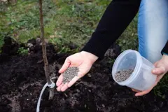 Consejos para fertilizar árboles frutales en casa y aumentar su producción