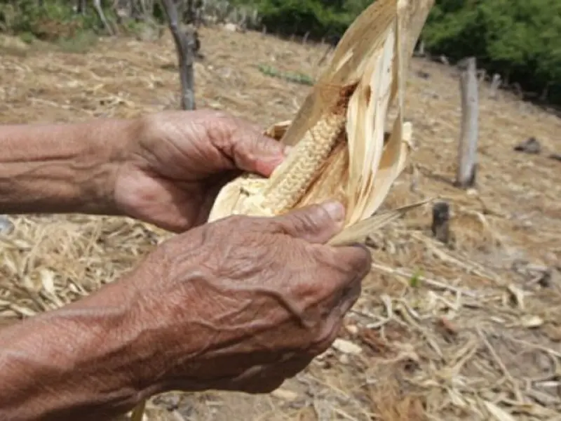 Crisis alimentaria en Honduras se intensifica por sequías persistentes