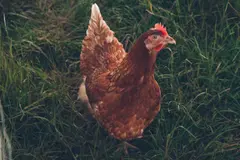 La inteligencia de los pollos y el auge de alternativas vegetales en la alimentación