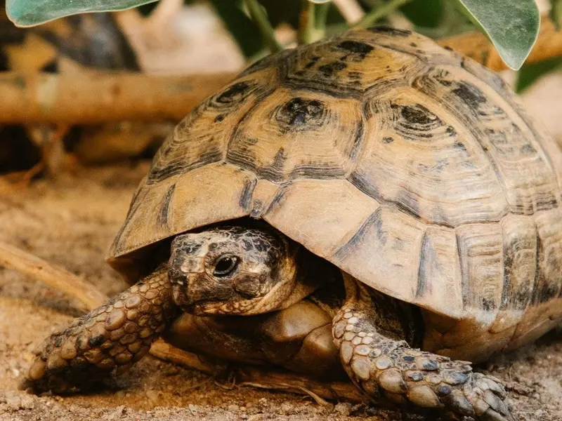 Día Mundial de la Tortuga 2026: amenazadas por la actividad humana