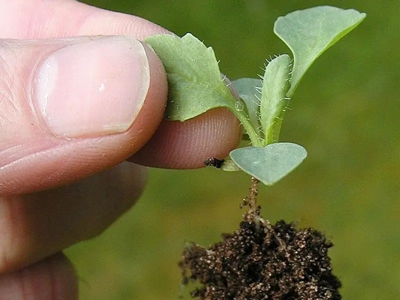 Descubren bacteria que mejora la agricultura sostenible y reduce fertilizantes químicos
