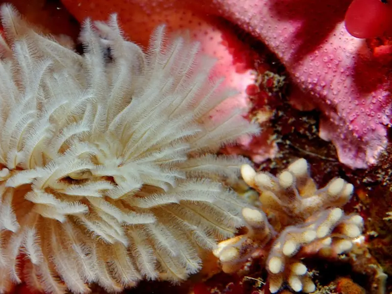 Iniciativa EuroWorm busca identificar especies marinas en riesgo de extinción silenciosa