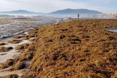 Algas invasoras en Cádiz podrían convertirse en biogás y compostaje