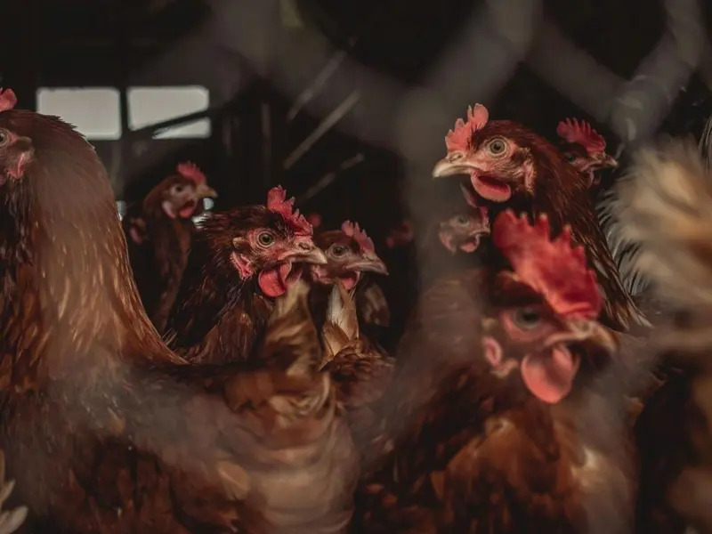 Controversia por la macrogranja avícola en El Pobo: 2 millones de gallinas amenazan el equilibrio rural