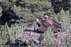 El buitre negro de Guadarrama se prepara para su primer vuelo tras ser anillado