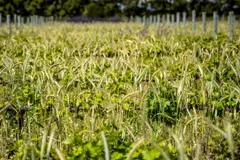 Baleares impulsa un plan para liderar la producción ecológica en el Mediterráneo