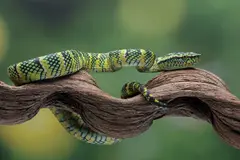 Redescubren especies en Guayaquil tras más de un siglo de ausencia en registros científicos