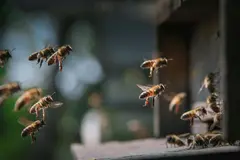 Suiza busca incluir la protección de las abejas en su Constitución