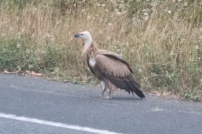 Un buitre genera problemas de tráfico en Valdoviño y es trasladado a Oleiros