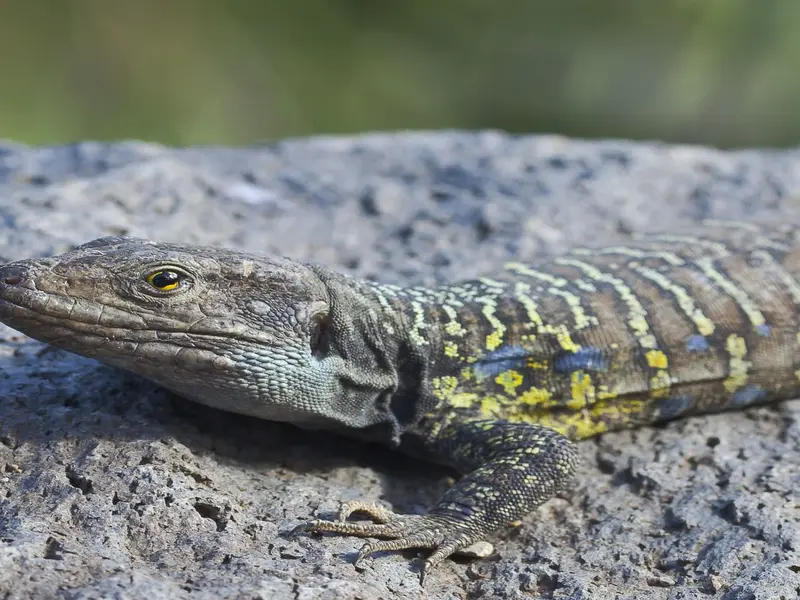 Investigación sobre el lagarto tizón tras los incendios en La Palma