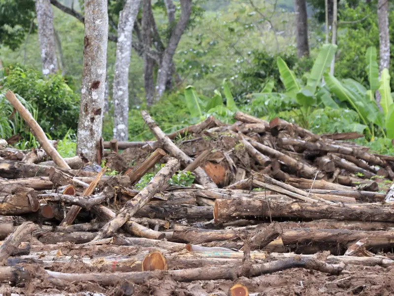 Proyecto Pyrofuel convierte residuos forestales en combustibles sostenibles