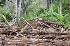 Proyecto Pyrofuel convierte residuos forestales en combustibles sostenibles