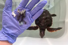 Las tortugas marinas del Mediterráneo, afectadas por la contaminación plástica