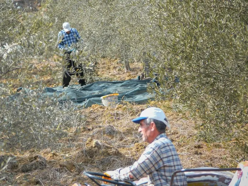 Andalucía avanza en economía circular con biocomposites de residuos de olivar