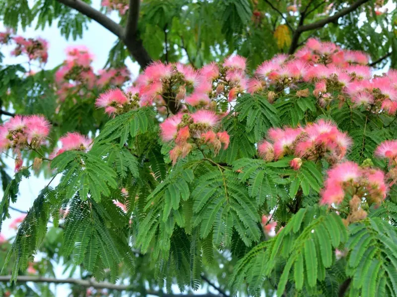 La Albizia julibrissin: un árbol fascinante pero con precauciones ambientales