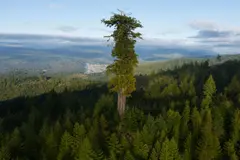 Hyperion, el árbol más alto del mundo, se protege del turismo masivo