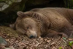 Un oso rescatado vuelve a hibernar tras años de cautiverio en condiciones inadecuadas