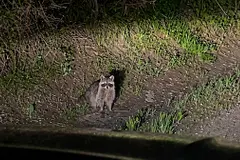 Los mapaches amenazan la biodiversidad en España debido a su invasión