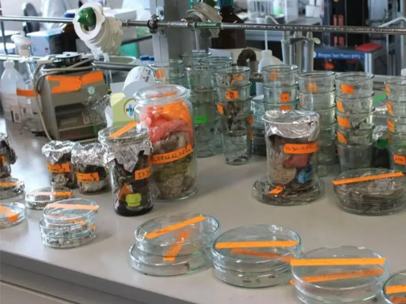 Nuevo bioplástico biodegradable y reciclable desarrollado en Alemania