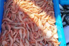 Gamba blanca de Huelva, la única en Europa con certificación de pesca sostenible