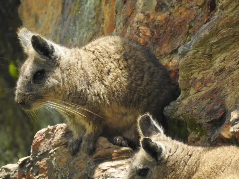 Loma Delgada: Refugio crítico para la vizcacha ecuatoriana en peligro de extinción