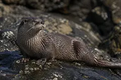 Reaparición de Changuita: esperanza para la especie en las costas de América del Sur