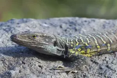 Investigación sobre el lagarto tizón tras los incendios en La Palma